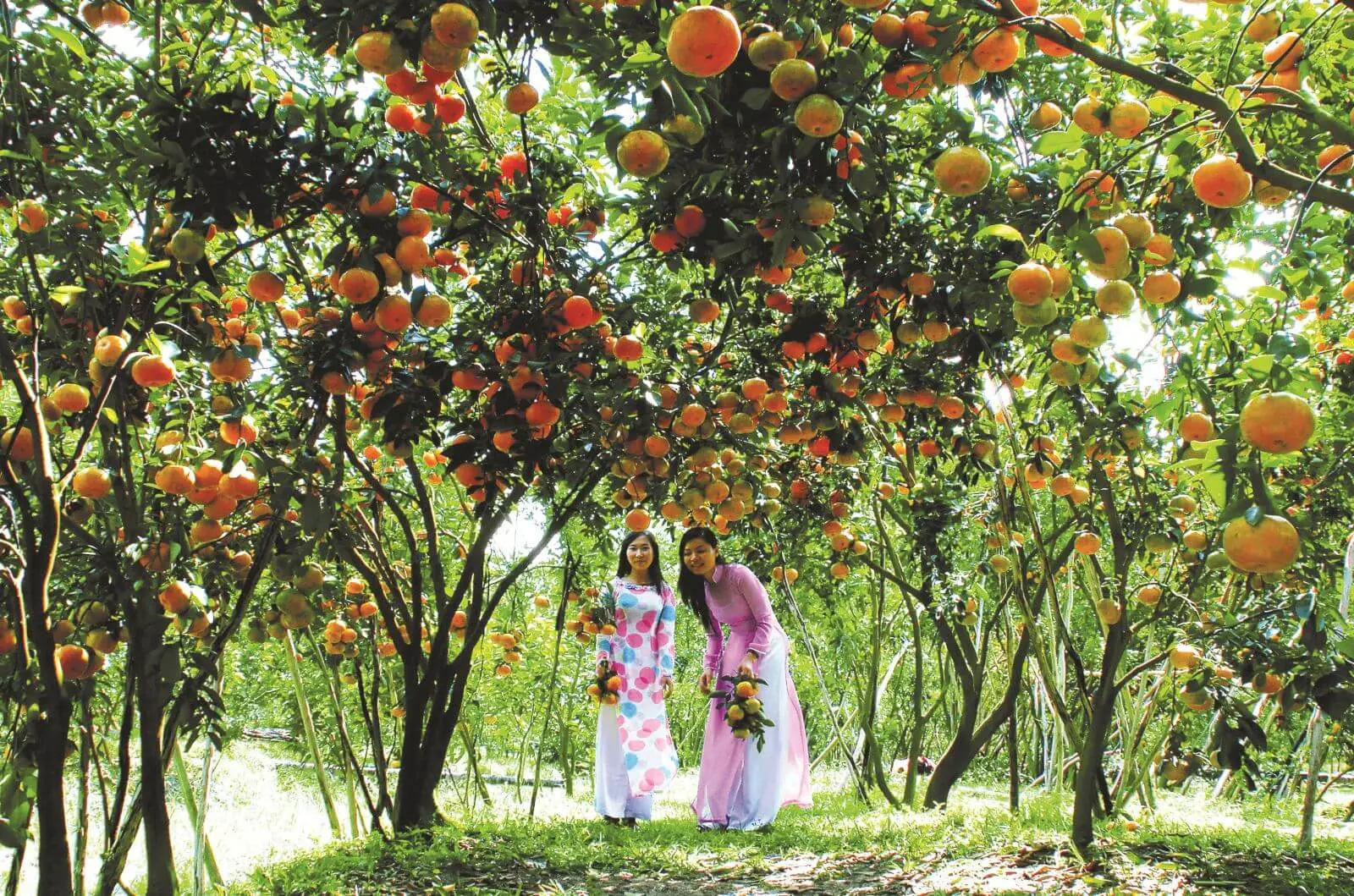 Phong Dien Fruit Garden in Can Tho featuring tropical fruit trees and visitors experiencing Mekong Delta orchard tourism