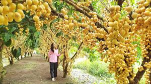Phong Dien Fruit Garden in Can Tho featuring tropical fruit trees and visitors experiencing Mekong Delta orchard tourism