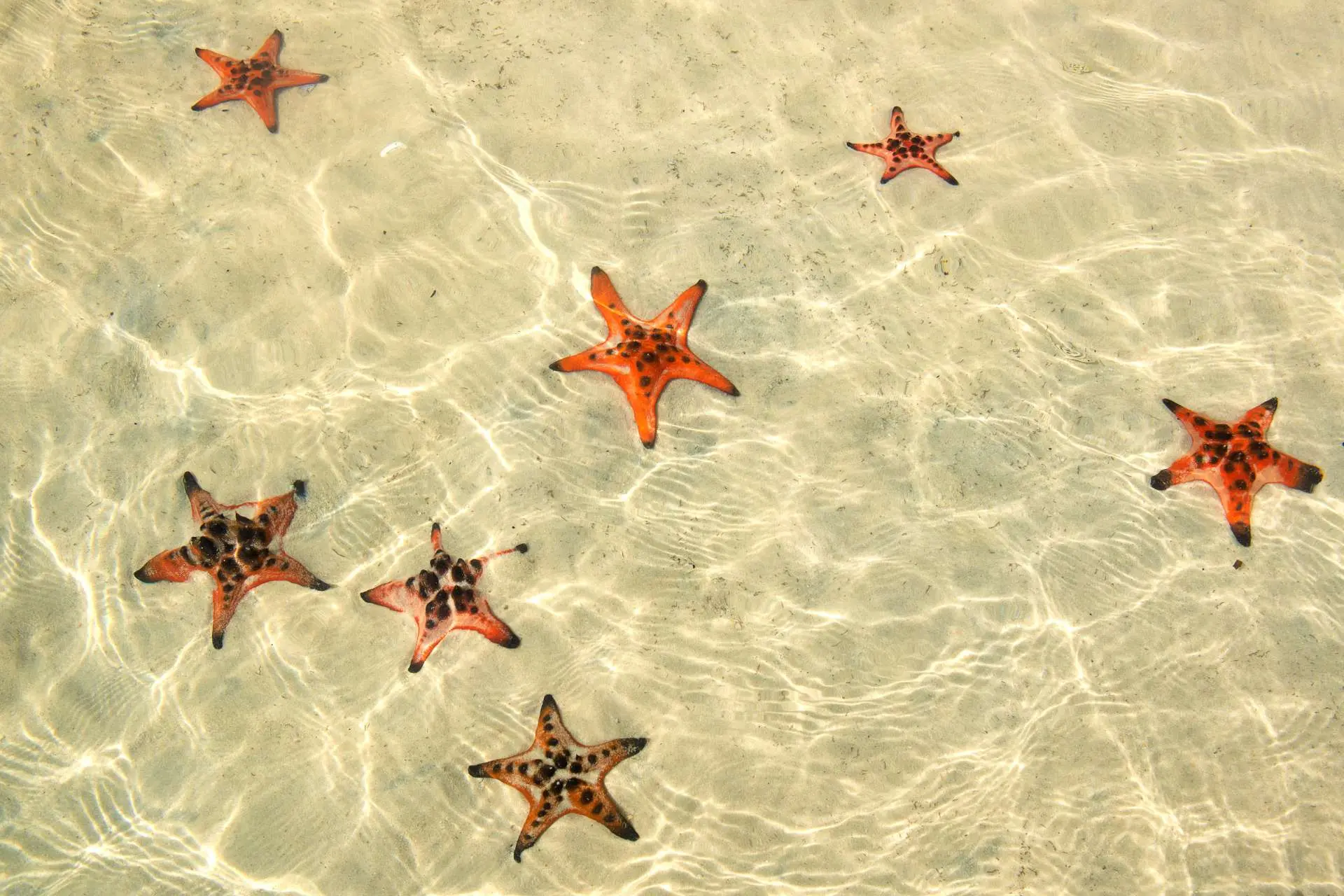 Bai Sao Beach in Phu Quoc with soft white sand, turquoise water, and palm trees along the shore, famous beach in Vietnam