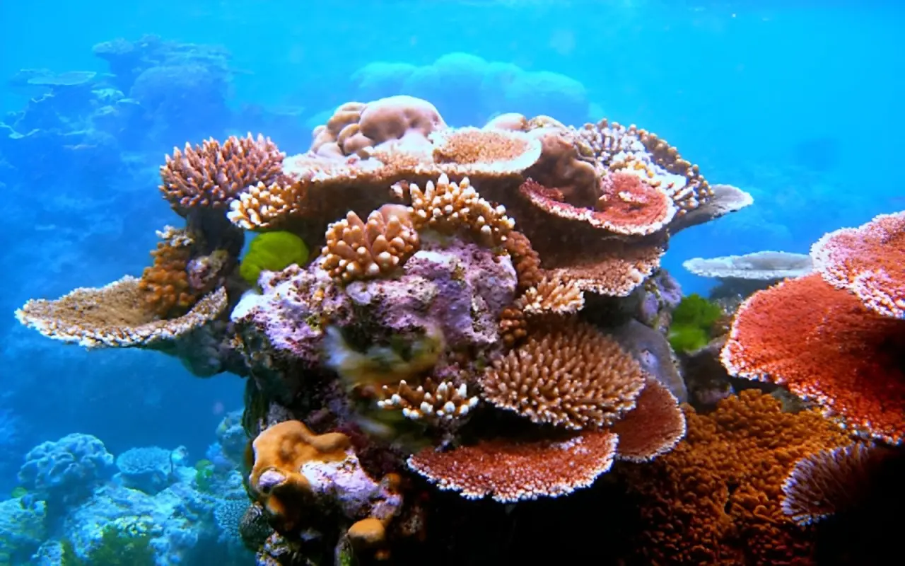 Colorful coral reefs in Ha Long Bay highlighting the rich marine biodiversity of this UNESCO World Heritage Site.