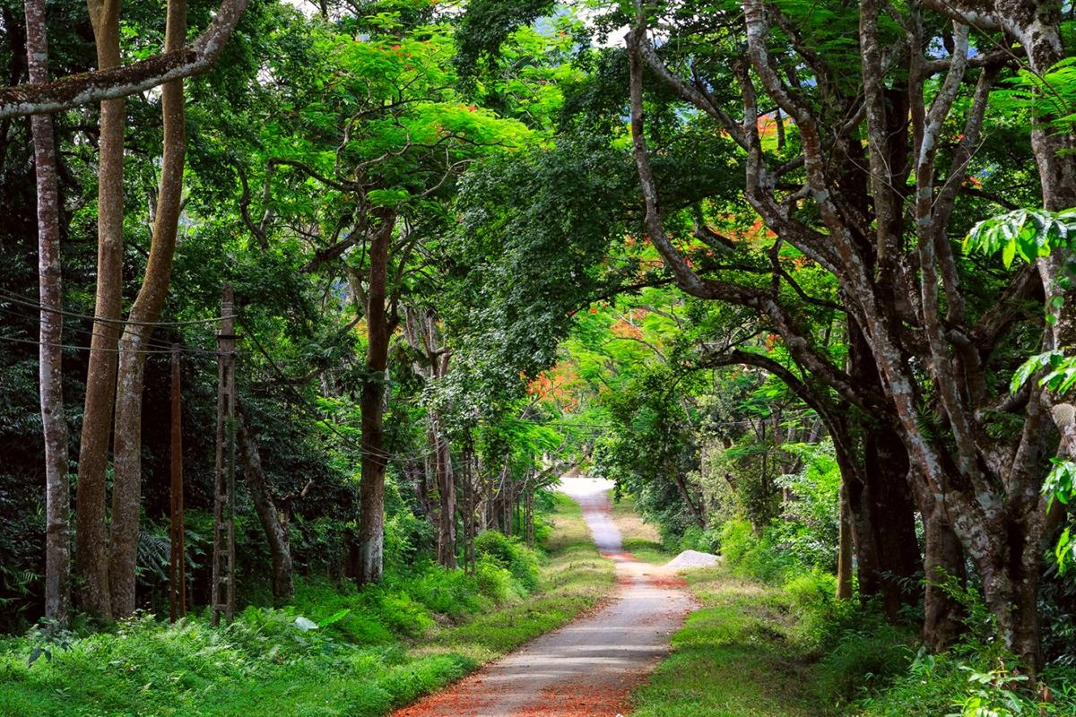 Dense tropical rainforest and hiking trail in Cuc Phuong National Park with towering ancient trees and lush greenery