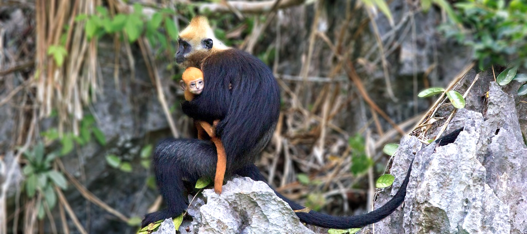 Endangered primates such as langurs being cared for at the rescue center in Cuc Phuong National Park.