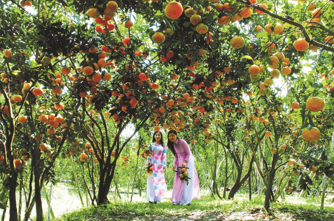 Lush tropical fruit garden in Con Thoi Son with visitors picking fresh fruits among green trees