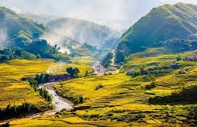 Golden rice terraces stretching across Muong Hoa Valley in Sapa.