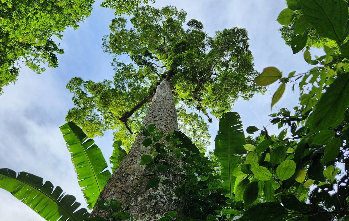 Ancient thousand-year-old tree with massive roots and towering trunk in Cuc Phuong National Park.