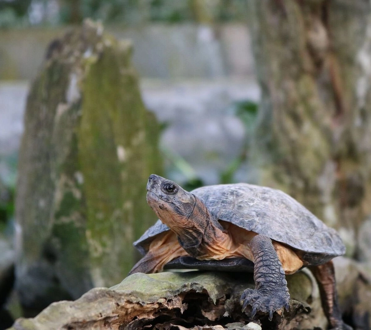 Rare freshwater turtles in protected enclosures at Turtle Conservation Center in Cuc Phuong National Park.