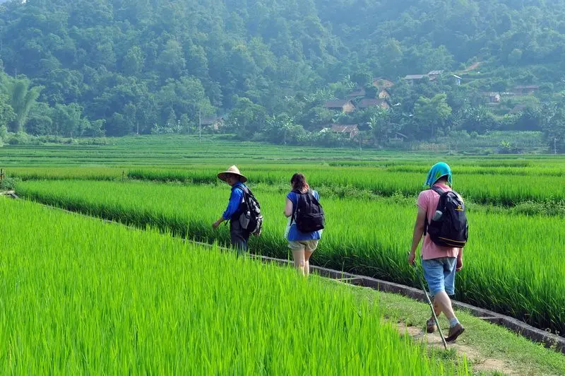 Tourists trekking across beautiful rice paddies in the peaceful countryside of Ha Giang, Vietnam.