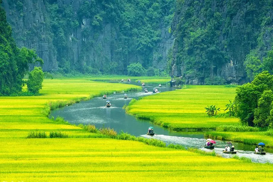 Golden rice fields along Ngo Dong river in Tam Coc, a classic highlight of Ninh Binh travel